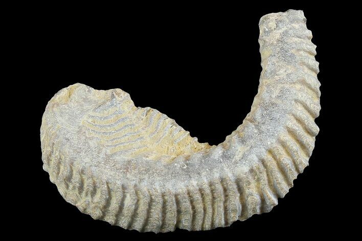 Cretaceous Fossil Oyster (Rastellum) Half - Madagascar #177647